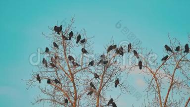 鸟儿啼叫蓝天秋天从树上起飞。 一群乌鸦，黑鸟，干树。 生活方式鸟类